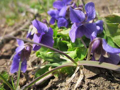 Image of sweet violet