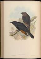 Image of Arabian Chestnut-winged Starling