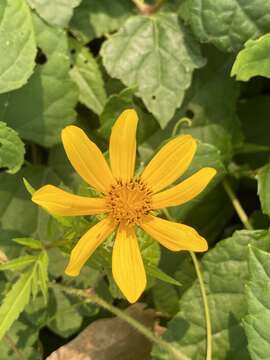 صورة Bidens polylepis S. F. Blake