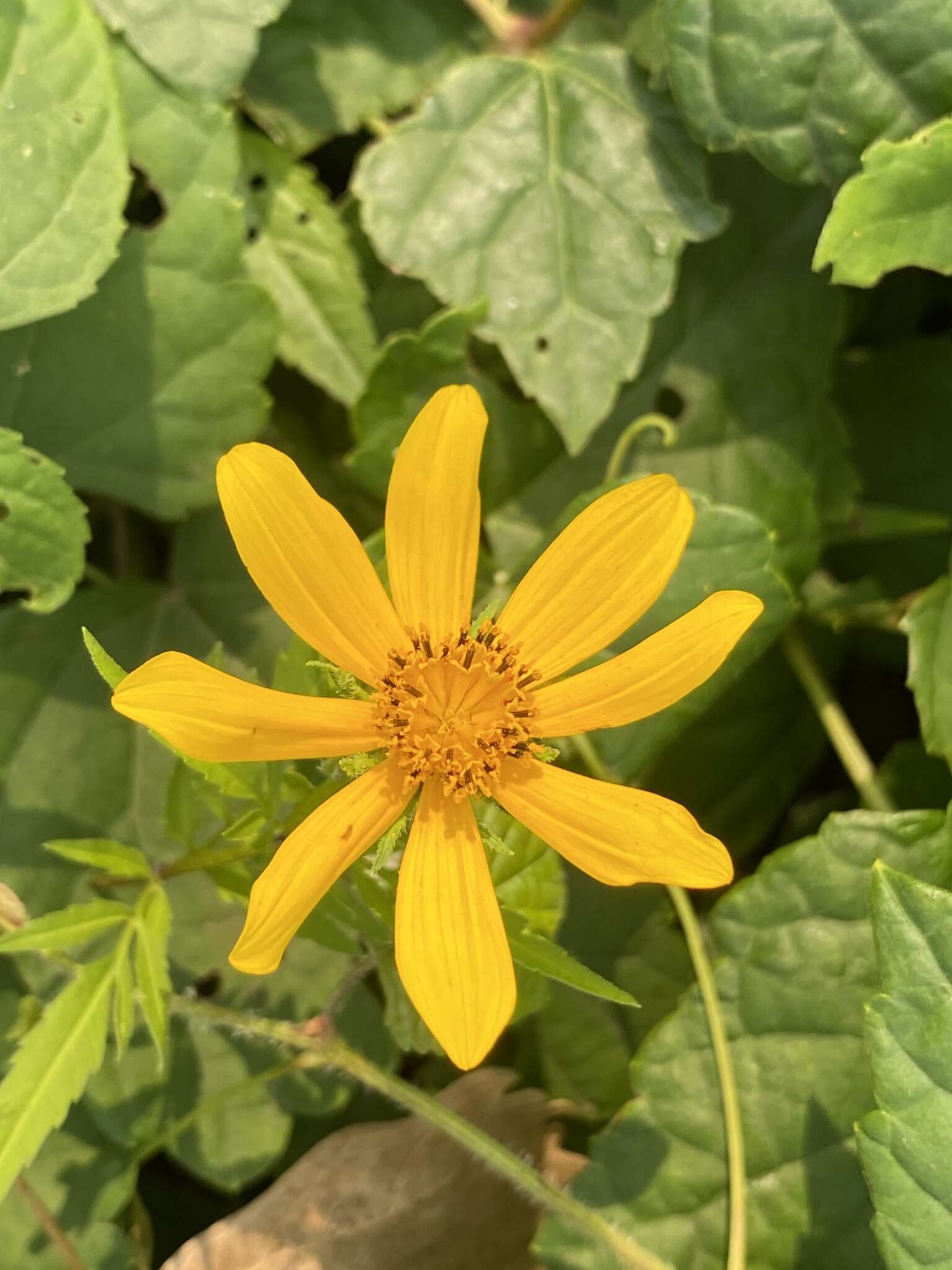 Image of Bidens polylepis S. F. Blake