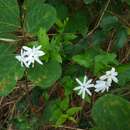 Image de Jasminum multiflorum (Burm. fil.) Andrews