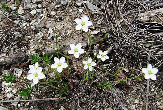 Image of Sabulina verna (L.) Rchb.