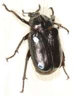 Image of Hermit Beetle