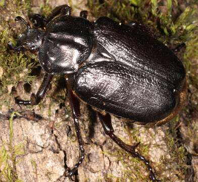 Image of Hermit Beetle