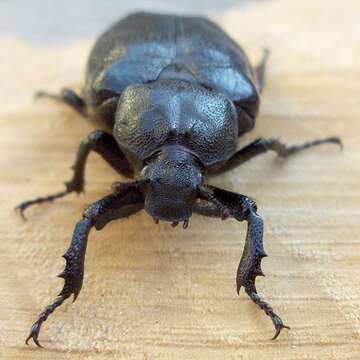 Image of Hermit Beetle