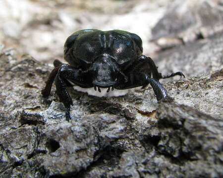 Image of Hermit Beetle