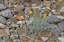 Image of pygmy bladderpod