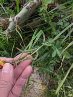 Image de Corydalis curvisiliqua Engelm. ex A. Gray