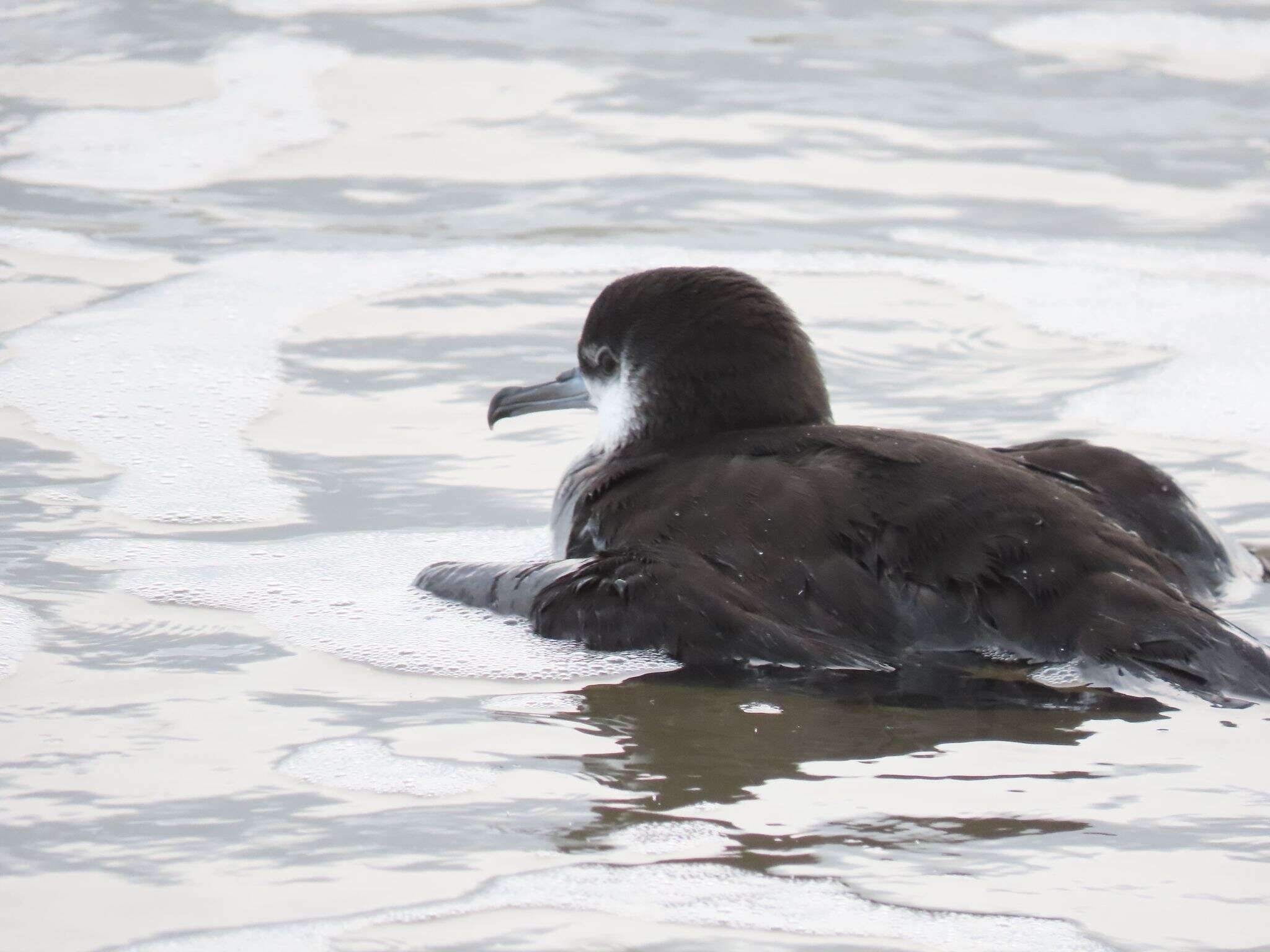 Image of Audubon's Shearwater