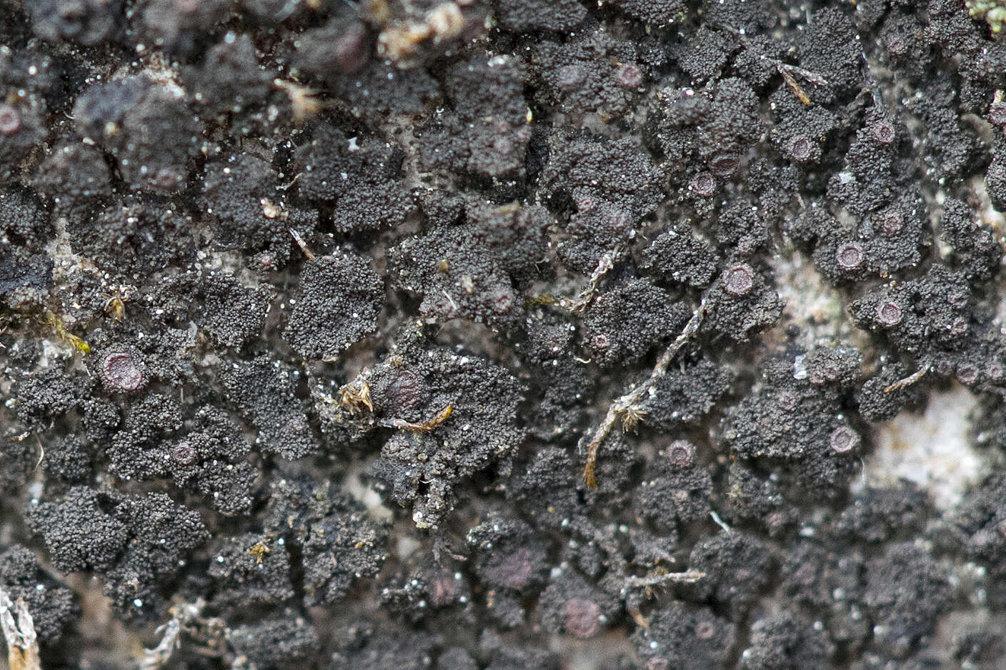 Image of Schaerer's psorotichia lichen