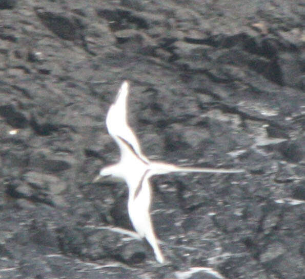 Image of White-tailed Tropicbird