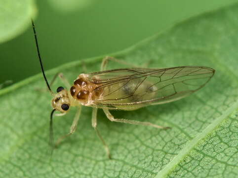 Stenopsocus immaculatus (Stephens 1836) resmi