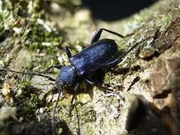Image of Violet Tanbark Beetle