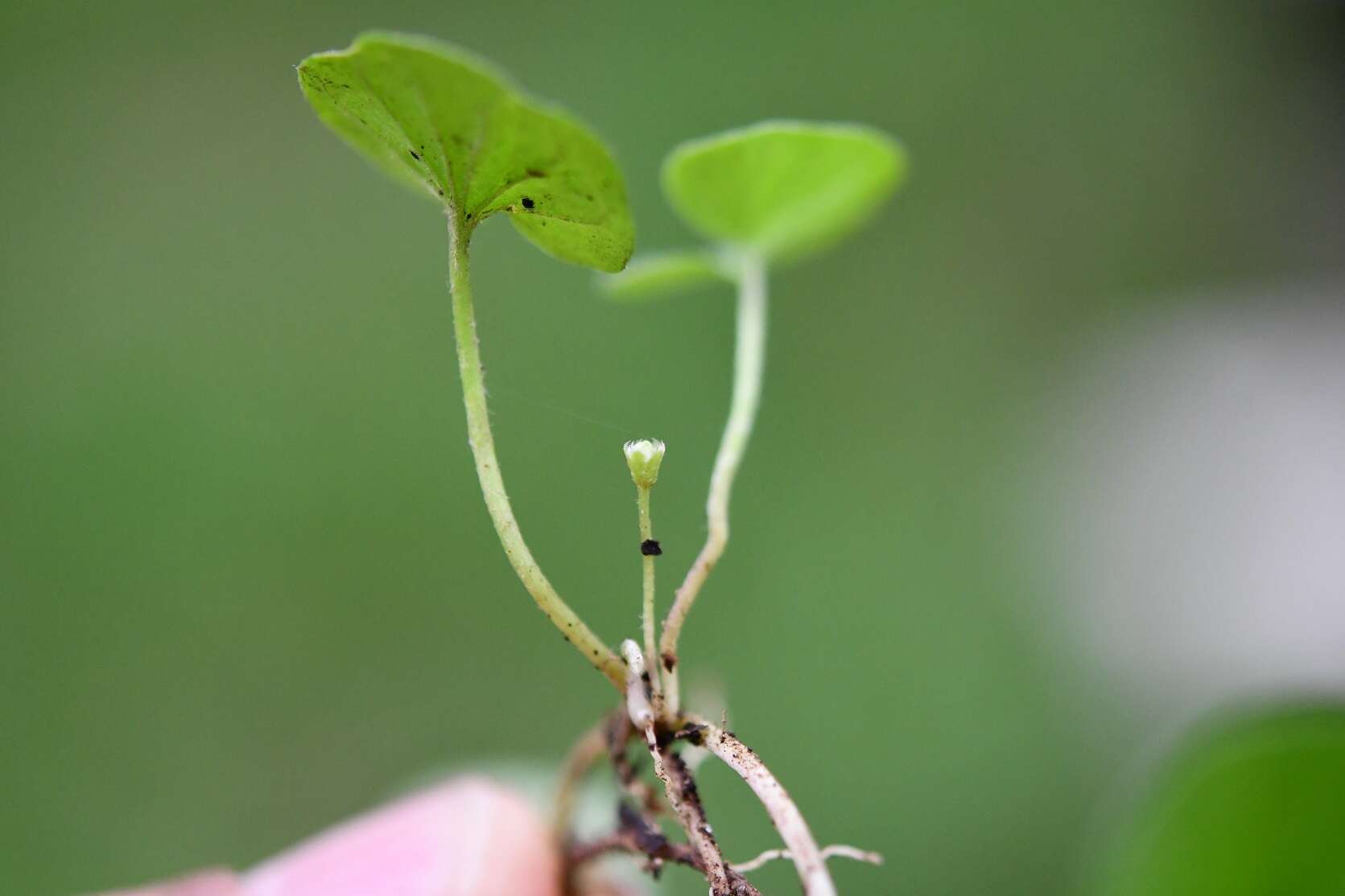 Plancia ëd Dichondra sericea Sw.