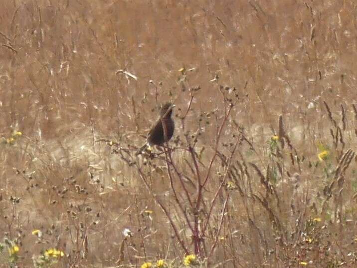 Image of Brown Songlark