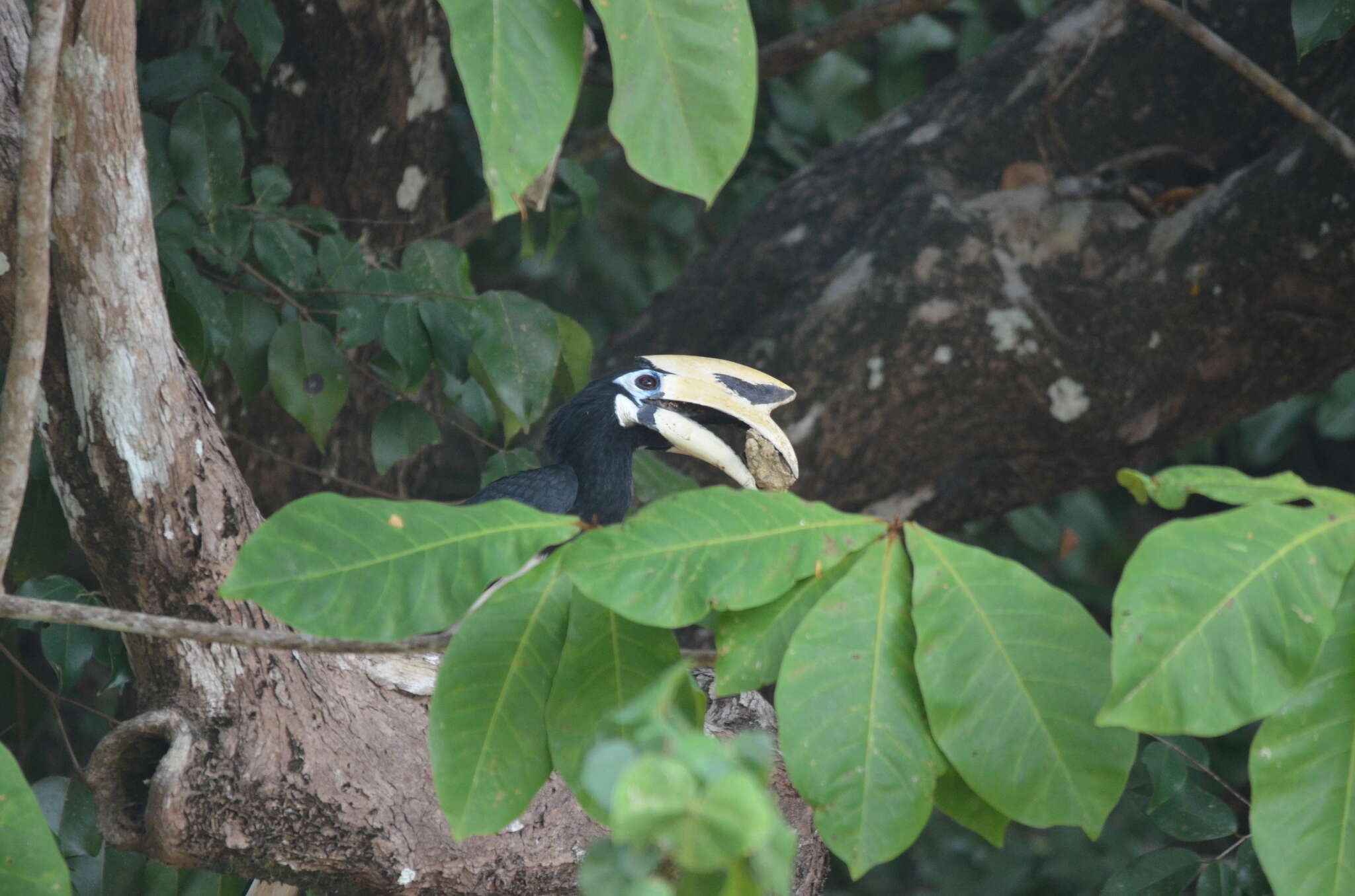 Image of Oriental Pied Hornbill