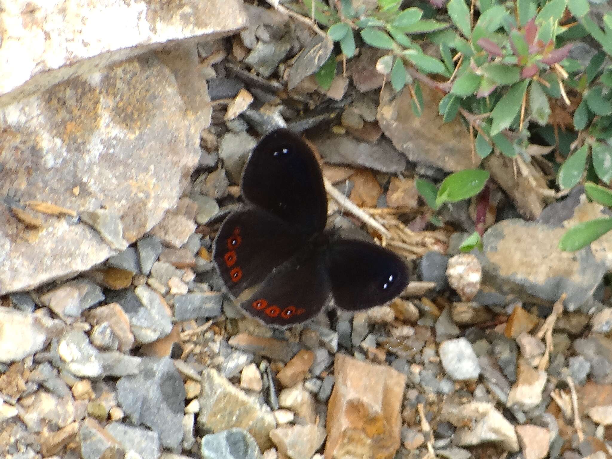 Image of Loxerebia sylvicola Oberthür 1886