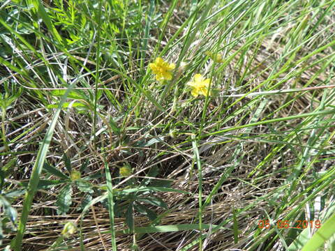 Image of Potentilla humifusa Willd.