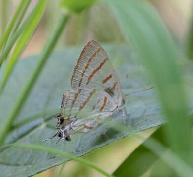 Imagem de Hemiolaus caeculus (Hopffer 1855)