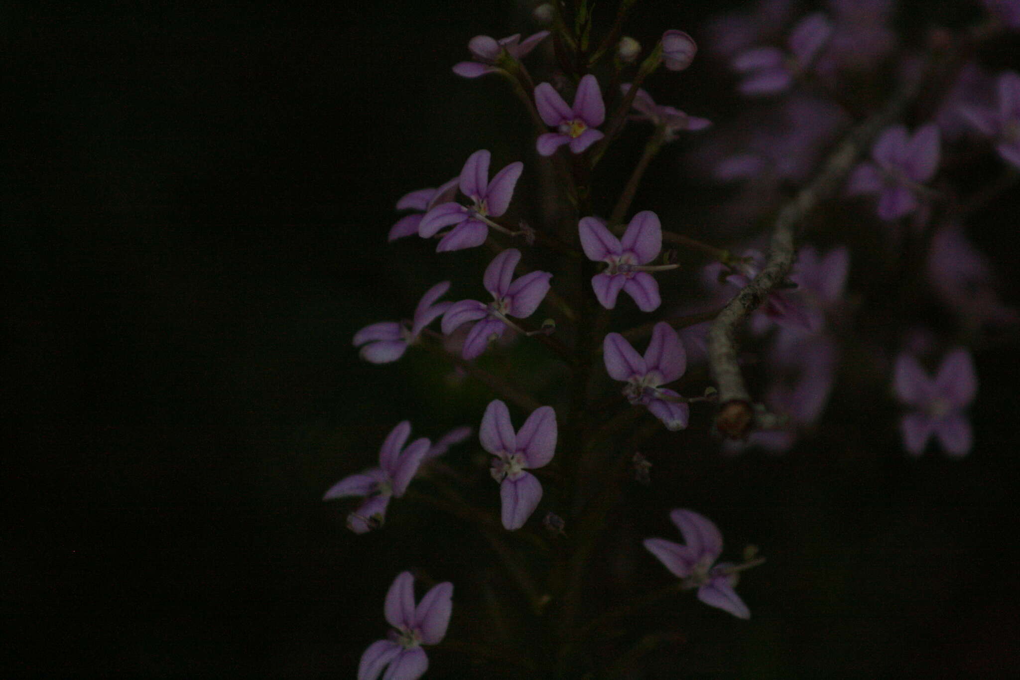 Image of Stylidium fasciculatum R. Br.