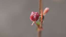 Imagem de Boerhavia triquetra S. Wats.