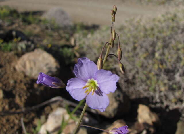 Imagem de Heliophila trifurca Burch. ex DC.