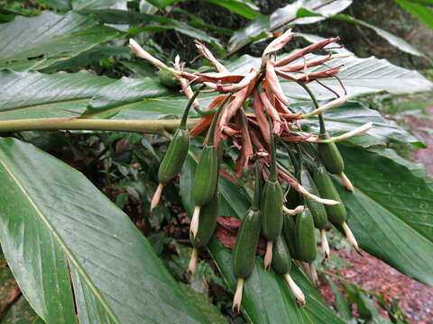 Image of Pleated ginger