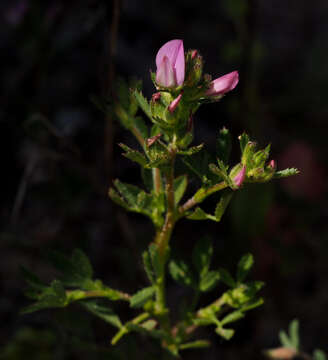 Image of Toothed Restharrow