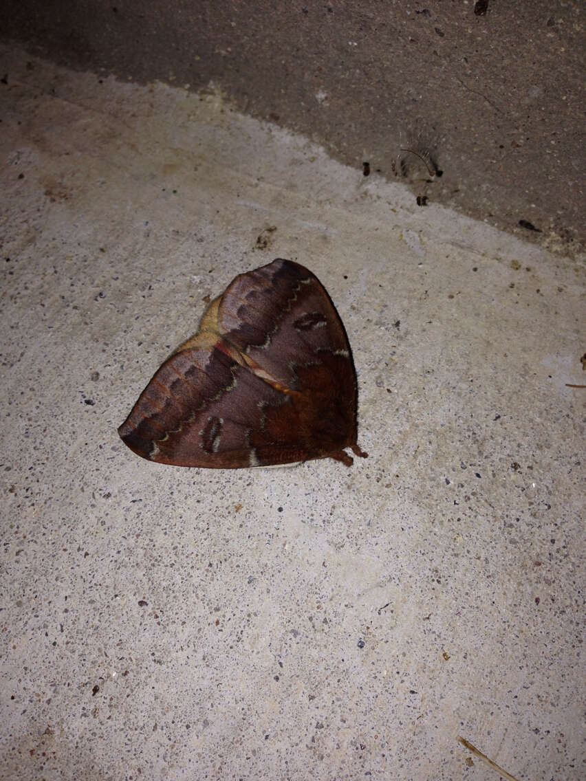 Image of Io Moth