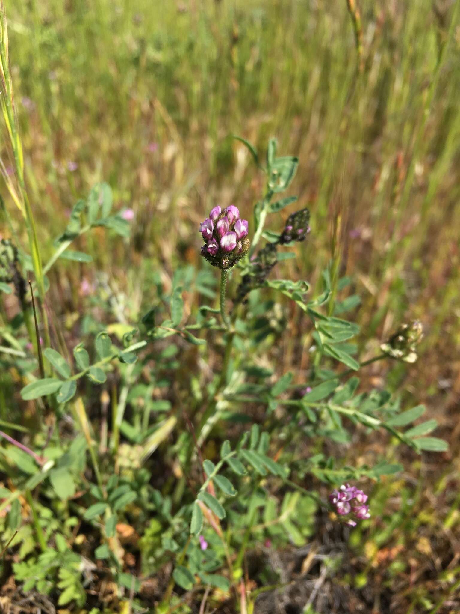 Imagem de Astragalus didymocarpus var. didymocarpus