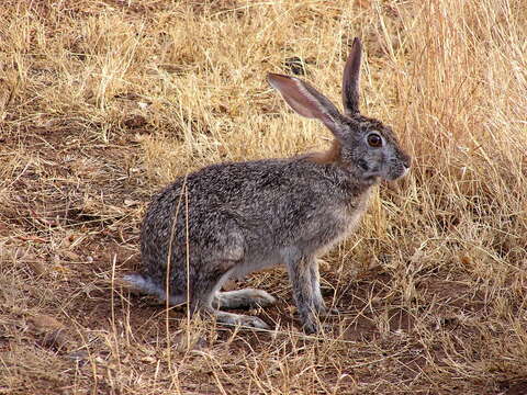 Image of Savannah Hare