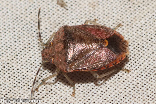 Imagem de Dryadocoris apicalis