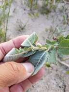 Imagem de Salix cordata Michx.