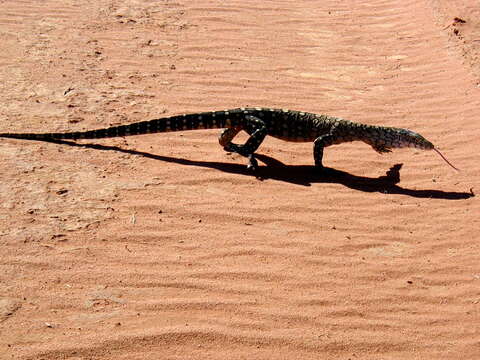 Image of Perentie