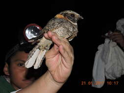 Image of Buff-collared Nightjar