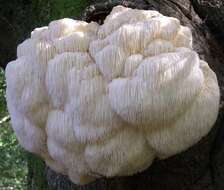 صورة Hericium erinaceus (Bull.) Pers. 1797