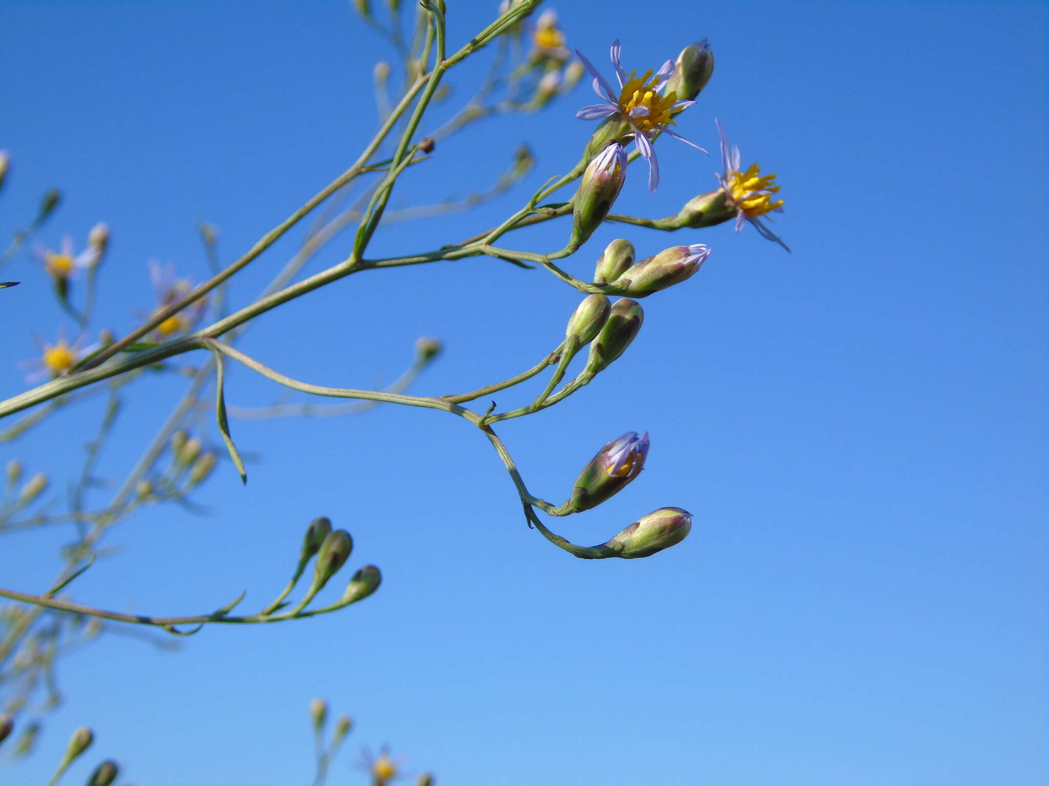 Sivun Tripolium pannonicum subsp. pannonicum kuva