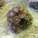 Image of Fluorescent zoanthids