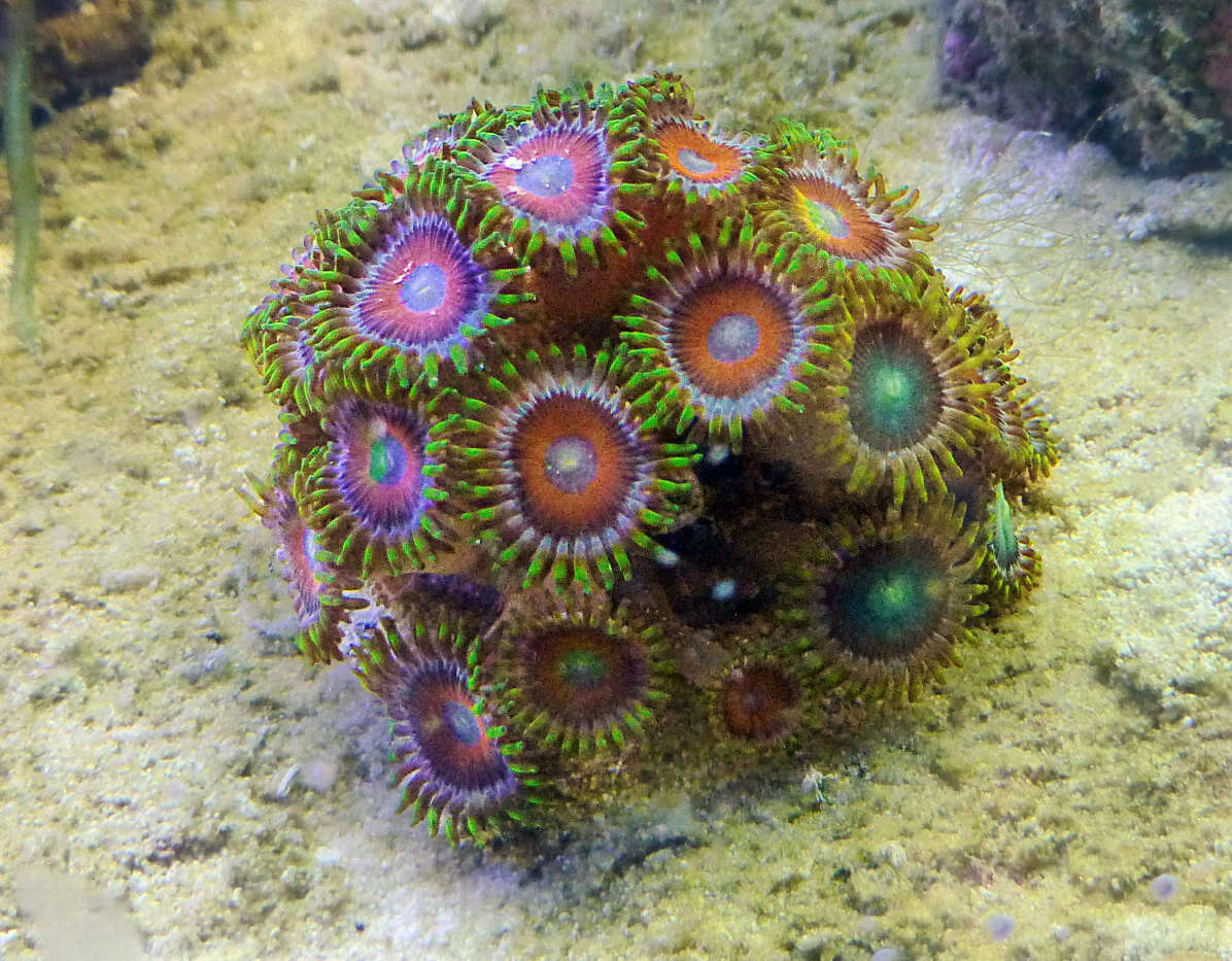 Image of Fluorescent zoanthids