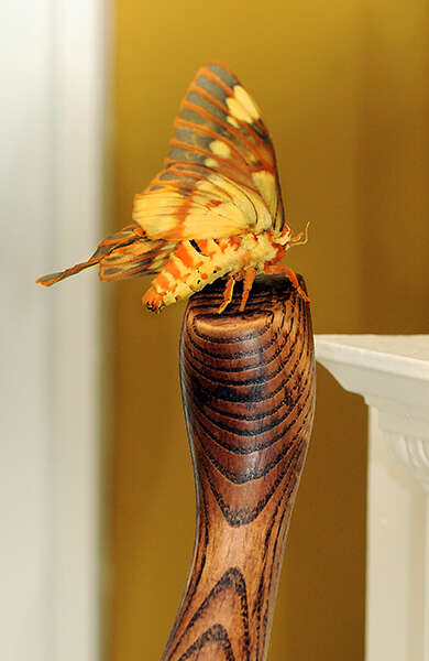 Image of Regal Moth