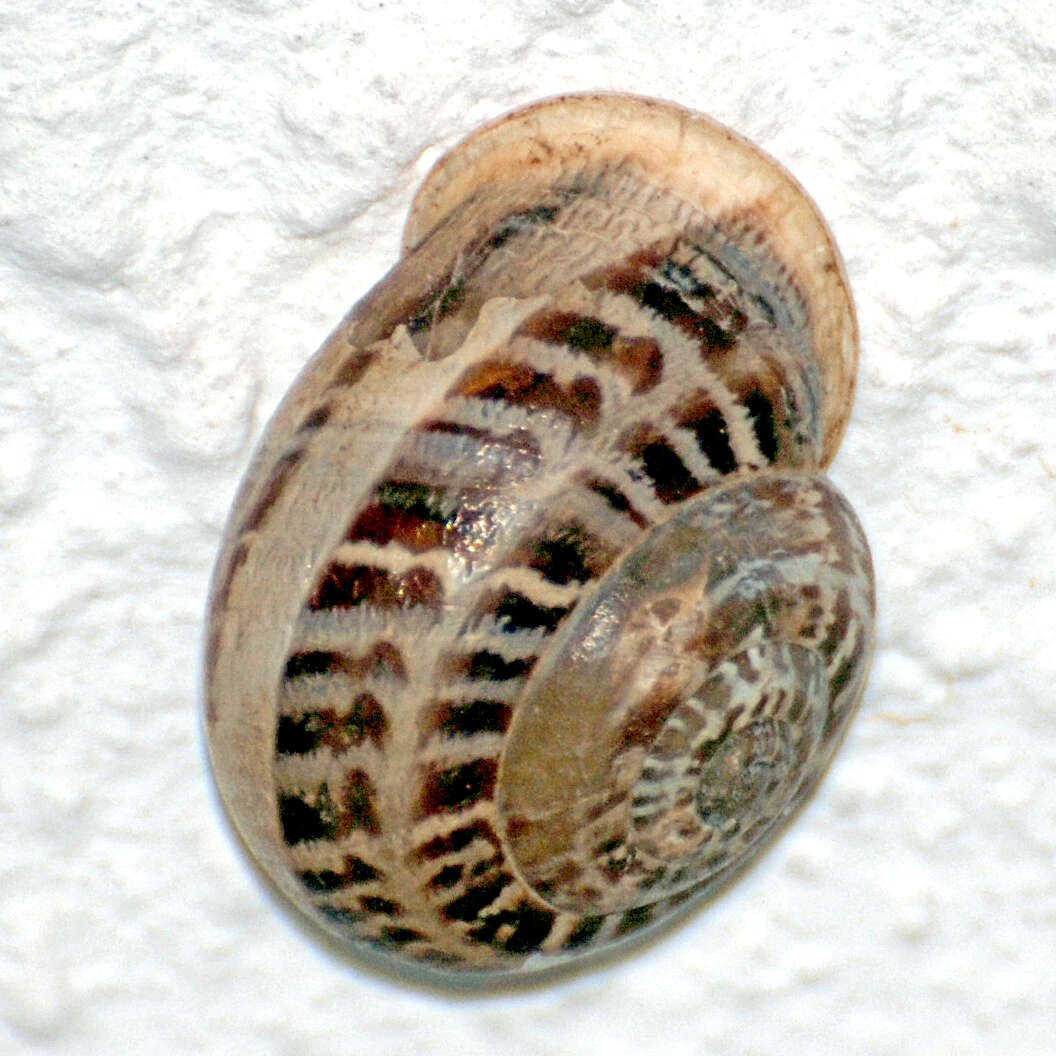 Image of Eobania vermiculata (O. F. Müller 1774)