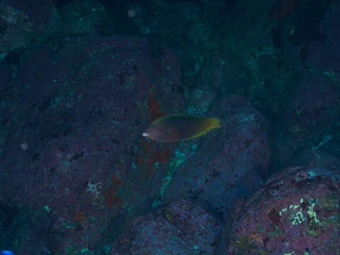 Image of Geographic Wrasse