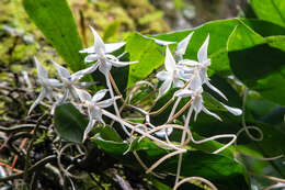 Imagem de Aerangis splendida J. Stewart & la Croix