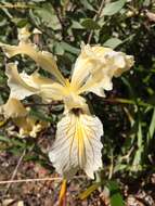 Imagem de Iris bracteata S. Watson