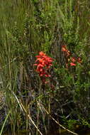 Image de Disa cardinalis H. P. Linder