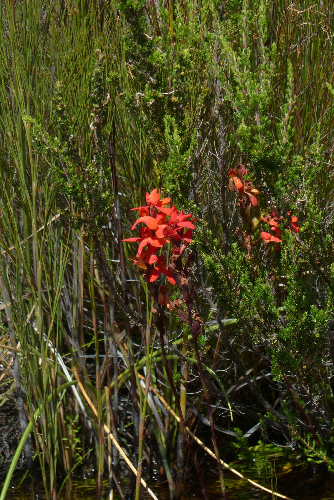 Image de Disa cardinalis H. P. Linder