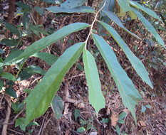 Image of Pterospermum reticulatum Wight & Arn.