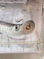 Image of Parasitic river lamprey