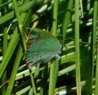 Image of Arizona Hairstreak