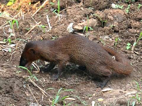 Imagem de Herpestes javanicus (É. Geoffroy Saint-Hilaire 1818)